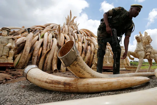 A Kenya Wildlife Service (KWS) ranger stacks elephant tusks, part of an estimated 105 tonnes of confiscated ivory to be set ablaze, onto a pyre at Nairobi National Park near Nairobi, Kenya, April 28, 2016. (Photo by Thomas Mukoya/Reuters)