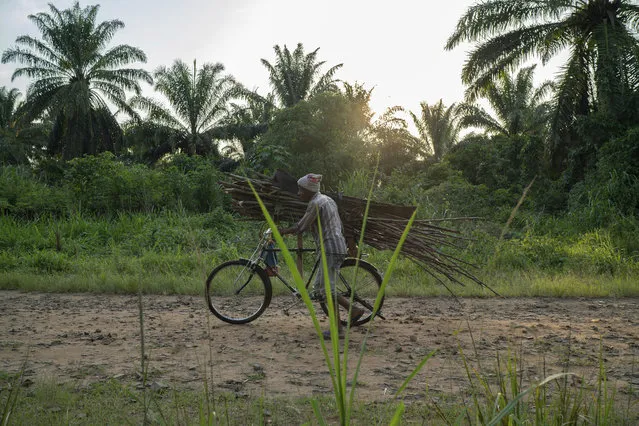In this Tuesday, July 16, 2019 photo, a man carries wood on his bicycle as he rides past a cemetery in Beni, Congo. More than 1,700 people in eastern Congo have died of Ebola in the past year, as the virus has spread in areas too dangerous for health teams to access. (Photo by Jerome Delay/AP Photo)