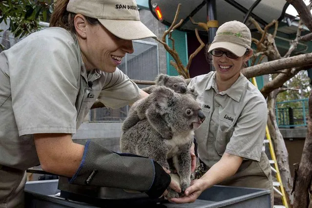 This photo provided by the San Diego Zoo, shows an eight-and-a-half-month-old koala joey named Burra resting on his mother, Tonaleah, while the two received their weekly weight check by keepers at the San Diego Zoo. Animal care staff confirmed that Burra (whose name means big fella in the Aboriginal language) is right on track with his weight and that he is growing and developing as expected. (Photo by Ken Bohn/AP Photo/San Diego Zoo)