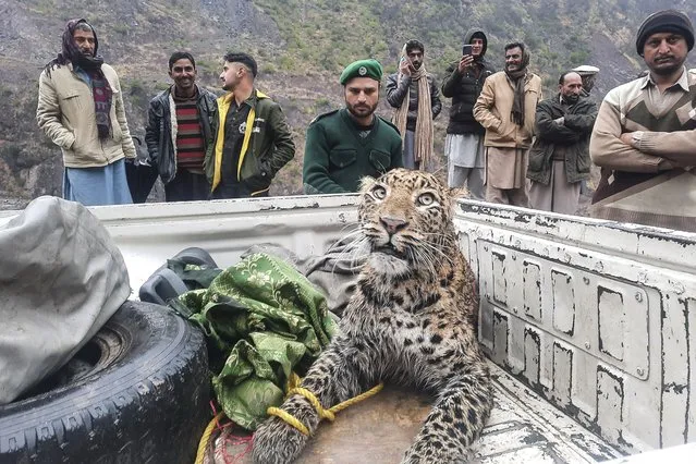 An employee (C) of the Azad Jammu and Kashmir (AJK) wildlife department rescues and shift an injured leopard at Neelum Valley on January 22, 2022. (Photo by Sajjad Qayyum/AFP Photo)