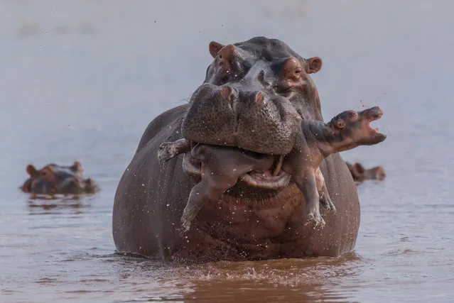A newborn hippo was keeping close to its mother in the shallows of Lake Kariba, Zimbabwe, when a large bull made a beeline for them. He chased the mother, then seized the calf in his huge gape, clearly intent on killing it. All the while, the distraught mother looked on. Infanticide among hippos is rare but may result from the stress caused through overcrowding when their day-resting pools dry out. (Behaviour: Mammals category). (Photo by Adrian Hirschi)
