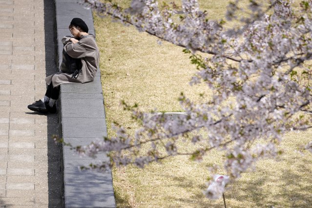 A person sits near cherry blossoms in full bloom at a park in the Roppongi district Thursday, April 11, 2024, in Tokyo. Japan's famed cherry blossoms are blooming later than expected in the capital because of cold weather. (Photo by Eugene Hoshiko/AP Photo)