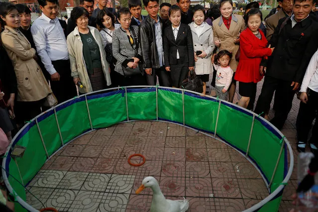 People gather around a ring with a duck in a zoo in Pyongyang, North Korea April 16, 2017. (Photo by Damir Sagolj/Reuters)