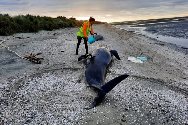 This handout photograph taken and released on March 18, 2022 by the Department of Conservation New Zealand shows a ranger trying to keep a stranded wale hydrated at the remote Farewell Spit on New Zealand's South Island. More than two dozen whales died in a mass stranding at a New Zealand beach renowned as a death trap for the ocean giants, wildlife rangers said on March 18. (Photo by Department of Conservation New Zealand/Handout via AFP Photo)