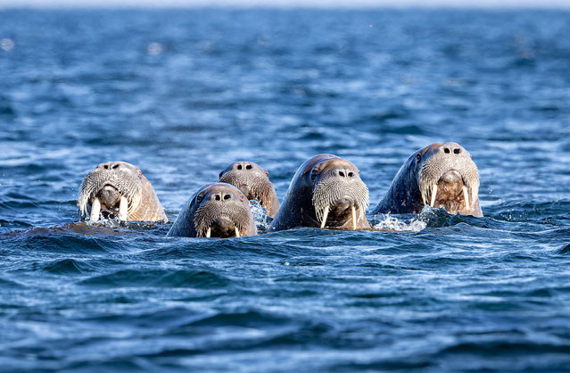 A colony of walrus delight a photographer as they pop up from the icy waters of the Arctic Ocean in in Svalbard, Norway in July 2024. (Photo by Michael Oliver/Animal News Agency)