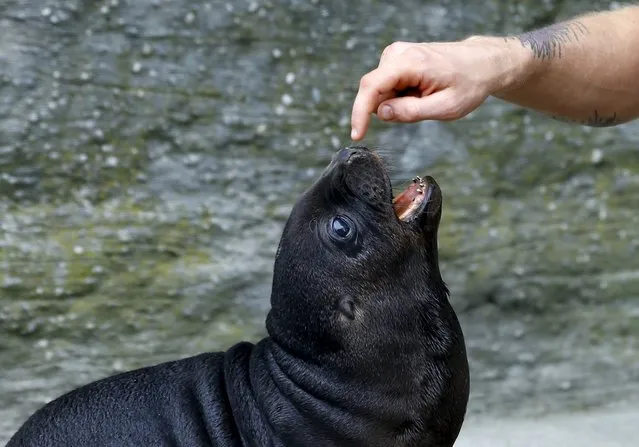 A ten days old South American sea lion pup plays around at the “Tiergarten Schoenbrunn” Zoo in Vienna, Austria, July 28, 2015. (Photo by Leonhard Foeger/Reuters)