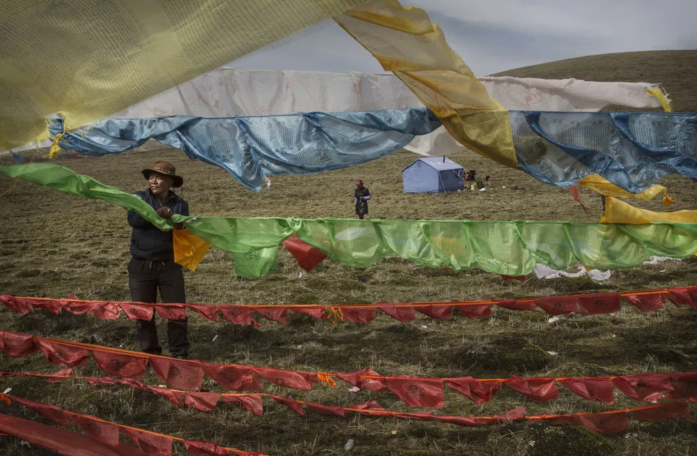 Cordyceps Fungus Hunters on the Tibetan Plateau