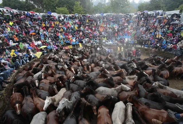 People look on as wild horses are seen gathered during the “Rapa Das Bestas” traditional event in the Spanish northwestern village of Sabucedo July 5, 2014. On the first weekend of the month of July, hundreds of wild horses are rounded up, trimmed and groomed in different villages in the Spanish northwestern region of Galicia. (Photo by Miguel Vidal/Reuters)
