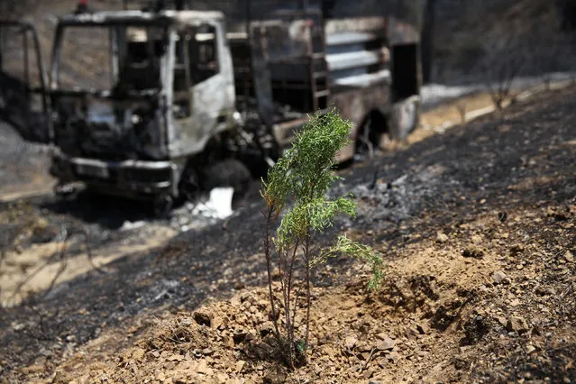 A replanted tree by volunteers is seen in front of a burned firetruck near the village of Evrychou at the Troodos mountain region, Cyprus June 24, 2016. (Photo by Yiannis Kourtoglou/Reuters)