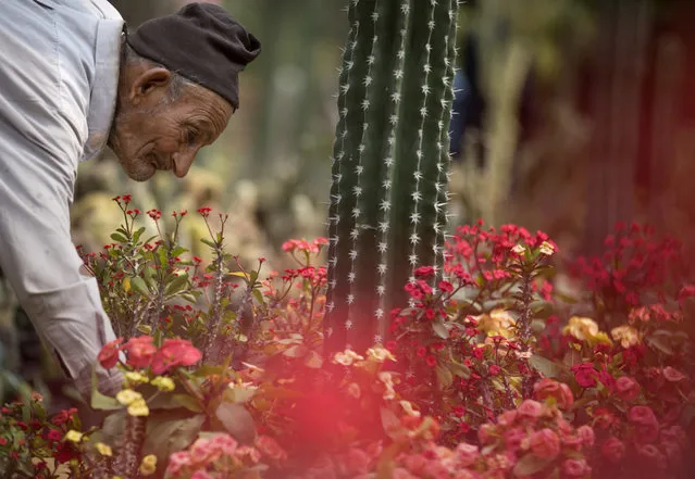 A worker checks flowers at the Spring flowers exhibition at the Orman Garden, in Cairo, Egypt, Friday, March 24, 2017. The annual exhibition attracts flower enthusiasts and art photographers. (Photo by Amr Nabil/AP Photo)