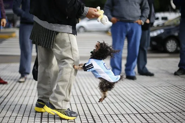 A dog wearing the national Argentinian soccer jersey jumps next to its owner, before the team's World Cup final soccer match against Germany, in Buenos Aires July 13, 2014. (Photo by Ivan Alvarado/Reuters)