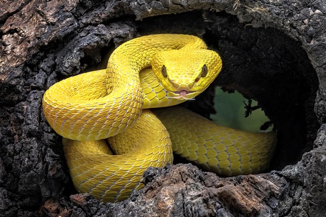 This Indonesian pit viper took the photographer, Dzul Dzulfikri, by surprise as he walked in the Bina Bangsa forest near Jakarta in August 2023. The snakes grow up to 70cm long and spend all their lives in trees, hunting rodents, lizards and small birds. (Photo by Dzul Dzulfikr/Animal News Agency)