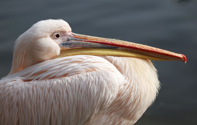 A pelican at St James's Park in London, Britain, 17 October 2024. The pelicans of St. James’s Park date back hundreds of years and are a popular sight with visitors. First introduced to the park in 1664 as a gift from the Russian Ambassador, some forty pelicans have since made the park their home. (Photo by Andy Rain/EPA/EFE)