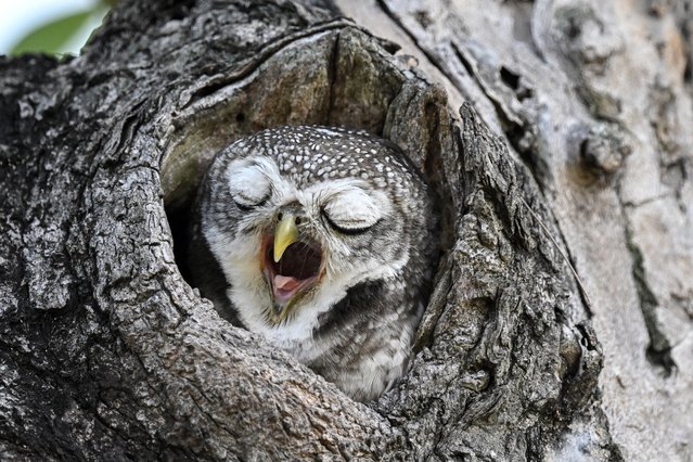 A spotted owlet yawns in a public park in Bangkok on November 11, 2024. (Photo by Lillian Suwanrumpha/AFP Photo)