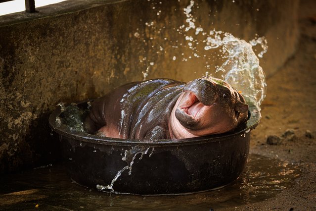 Moo Deng splashes in a bucket of water in her enclosure at the Khao Kheow Open Zoo on November 11, 2024 in Pattaya, Thailand. Moo Deng, a pygmy hippo born on July 10, 2024, at Thailand's Khao Kheow Open Zoo, became a global viral sensation, drawing thousands of visitors daily and boosting the local economy. Her popularity led the zoo to sell Moo Deng-themed merchandise, partner with Thai brands, and limit visitor time to just 5 minutes to reduce wait times. “Moo Deng”, meaning “bouncy pork” in Thai, reflects the baby hippo's feisty nature. (Photo by Lauren DeCicca/Getty Images)