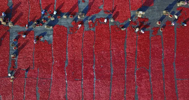 Villagers put tomatoes under the sun, creating a blanket of deep red, to dry them in Hejing county in the Mongolian autonomous prefecture of Bayingolin, China on August 20, 2017. (Photo by Xinhua News Agency/Rex Features/Shutterstock)