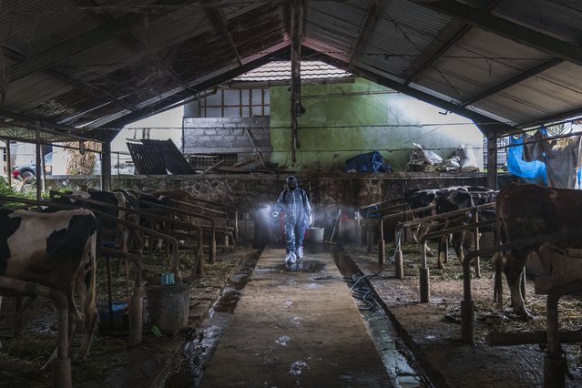 An officer sprays disinfectant on a cattle farm that has been infected with foot and mouth disease on July 22, 2022 in Yogyakarta, Indonesia. Indonesia is battling an outbreak of foot and mouth disease, a highly-contagious disease that affects hooved animals such as cows and pigs and threatens to devastate the livestock industry if not erradicated. (Photo by Ulet Ifansasti/Getty Images)