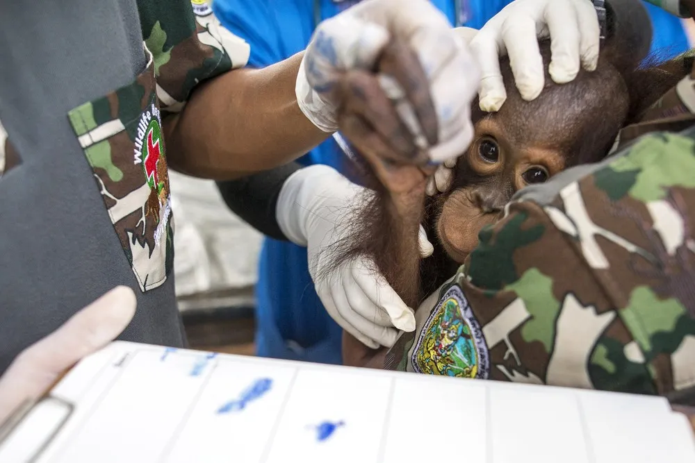 Orangutans Readied for Repatriation to Indonesia
