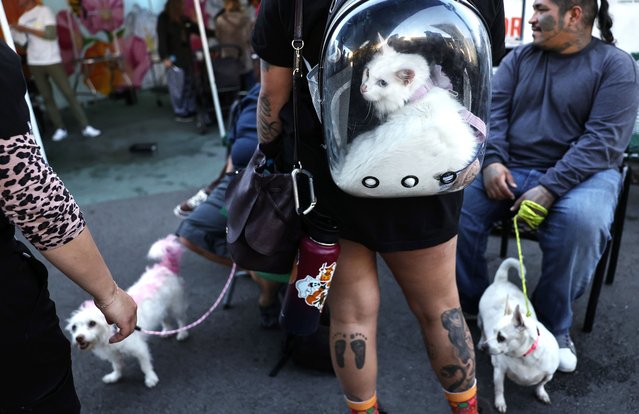 Milky the cat waits in a backpack during Project Street Vet’s day of free veterinary care for pets at Homeless Health Care Los Angeles on December 7, 2024 in Los Angeles, California. Project Street Vet provides free vaccinations, veterinary care, grooming services and food for pets of individuals in the Skid Row community which is home to thousands of people who either live on the streets or in shelters. Project Street Vet, founded by Dr. Kwane Stewart and sponsored by Fetch Pet Insurance, has volunteer veterinary teams in various cities with substantial unhoused pet populations including New York, Atlanta, San Diego, and Orlando. (Photo by Mario Tama/Getty Images)