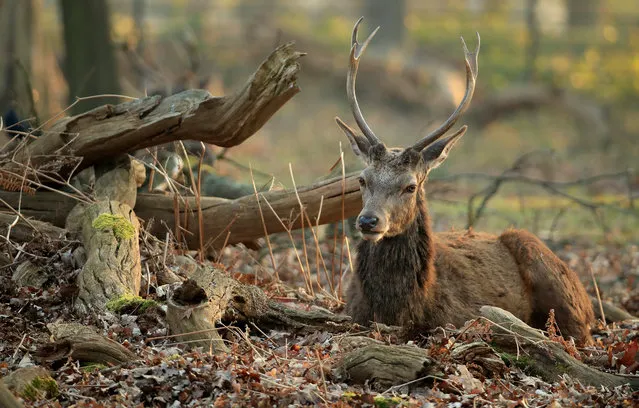 A deer is pictured in Richmond Park on March 27, 2020 in London, England. The royal parks have remained open as the Coronavirus (COVID-19) pandemic has spread to many countries across the world, claiming over 20,000 lives and infecting hundreds of thousands more. (Photo by Andrew Redington/Getty Images)
