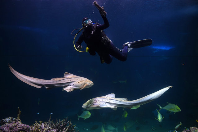 Divers work in the Great Barrier Reef exhibit at the Sea Life Aquarium, in Sydney, Australia, 01 September 2015. The Aquarium's divers are taking part in an annual spring clean of the two million litre tank, cleaning out build up organic matter to keep the underwater environment in the best condition for the marine residents. (Photo by Dan Himbrechts/EPA)
