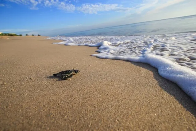 A green sea turtle hatchling is seen in Archie Carr National Wildlife Refuge in Florida in this handout photo provided on Septemebr 1, 2015 by University of Central Florida, Gustavo Stahelin. (Photo by Gustavo Stahelin/Reuters/University of Central Florida)