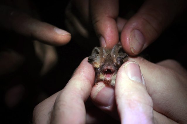 Andreas Kiefer (B) and Rolf Klenk (T) examine a Brown long-eared bat in Mudershausen, Germany, 21 August 2014. Members of the bat protection work group in Rhineland-Palatinate have carried a night net catching action to measure the stock of bats in an old tunnel near Mudershausen. (Photo by Fredrik von Ercihsen/EPA)