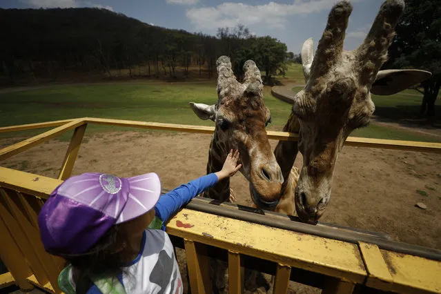 Aurora, 7, who was tagging along with her journalist mother, reaches out to touch a giraffe after feeding them carrots and alfalfa, at Bioparque Estrella in Chapa de Mota, Mexico State, Mexico, Sunday, April 19, 2020. After having had to close its doors last month due to the coronavirus pandemic, the theme and safari park has begun selling half-price advance tickets online to raise money to feed its more than 2000 animals. (Photo by Rebecca Blackwell/AP Photo)