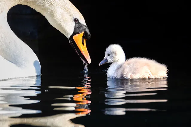A swan and its cygnet swim in a canal during sunny weather in Wapping, London, Britain, 22 April 2020. (Photo by Vickie Flores/EPA/EFE)