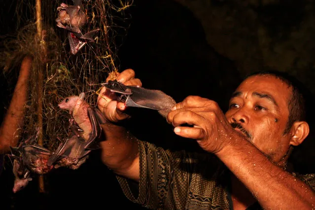 Bat catcher Gunawan collects bats captured in a cave on July 31, 2009 in Yogyakarta, Indonesia