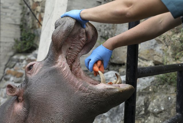 A zookeeper feeds carrots to a hippo at the Santacruz Zoo which is closed amid a lockdown to help contain the spread of the new coronavirus in San Antonio, near Bogota, Colombia, Tuesday, April 21, 2020. The zoo depends on daily ticket sales to feed the animals, and with no money coming in except for a contribution from local government that only covers one week of upkeep, zookeepers are scrambling the find donations of money and food to keep the animals healthy. (Photo by Fernando Vergara/AP Photo)