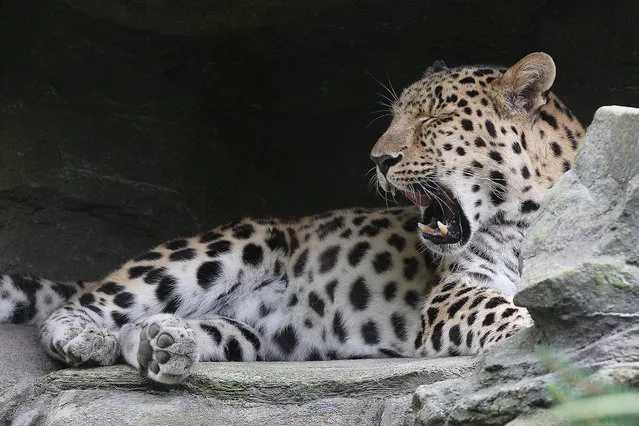 Male leopard Xembalo in his enclosure at the zoo in Leipzig, Germany, 08 August 2016. The environmental oragnisation WWF and the Leipzig Zoo want to cooperate for the protection of Amur and snow leopards. The programme was presented in Leipzig on the occasion of the World Cat Day. (Photo by Sebastian Willnow/EPA)