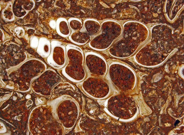 Nikon Small World Photomicrography Competition 2012. 16th Place. “Fossilized Turitella agate containing Elimia tenera (freshwater snails) and ostracods (seed shrimp) (7x)”. (Photo by Douglas Moore, University of Wisconsin – Stevens Point, University Relations & Communications/Geology, Stevens Point, Wisconsin, USA)