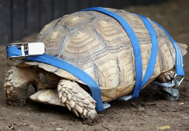 10-year-old African spurred tortoise “Arava” is seen at Jerusalem's Biblical Zoo, Aug. 19, 2008. Arava the turtle may never walk again, but a makeshift wheelchair has given the reptile wings by helping her to find a mate at an Israeli zoo, her keepers said. (Photo by Ahmad Gharabli/AFP Photo)