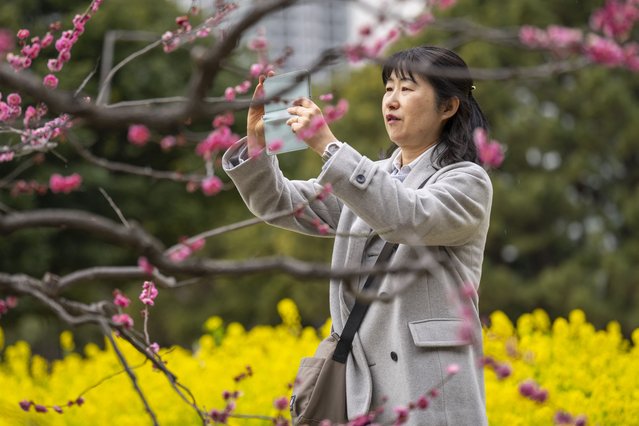 A woman takes photographs of a plum tree as rape blossoms are seen in the background at a park in Tokyo on February 17, 2025. (Photo by Yuichi Yamazaki/AFP Photo)