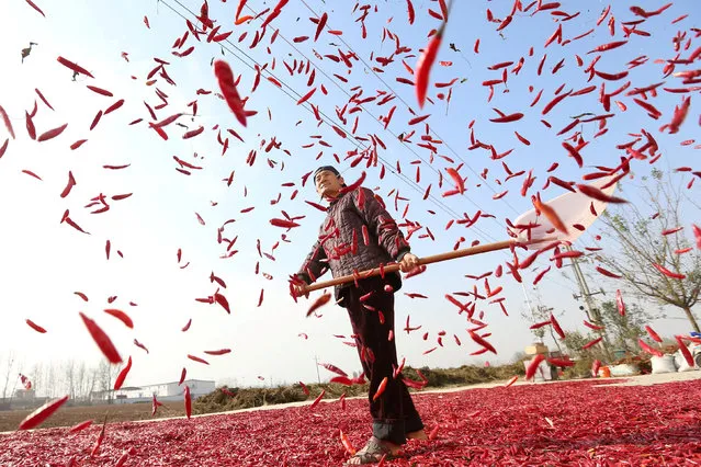 A farmer spreads red chili to dry at a village in Huaibei, Anhui province, China November 10, 2017. (Photo by Reuters/China Stringer Network)