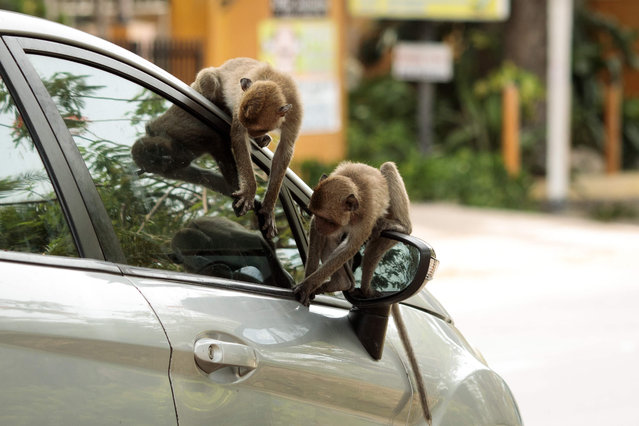 Macaque monkeys sit on a car in Hua Hin on May 29, 2020, as low tourist numbers due to the ongoing COVID-19 novel coronavirus situation have resulted in a decrease in the number of people feeding them. The monkeys in the town are going hungry as a consequence of the drop in tourism as a result of the COVID-19 coronavirus pandemic. (Photo by Jack Taylor/AFP Photo)