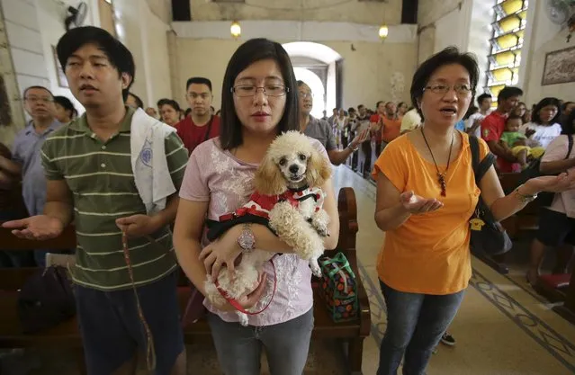 A Filipino pet owner carries her dog as they attend mass before the animal blessing rites at the Our Lady of Remedies Parish Church in Malate district, Manila, Philippines on Sunday, October 5, 2014. Several Filipinos brought their pets to be blessed during the annual event which is also done to celebrate the feast day of St. Francis of Assisi, the patron saint of animals and ecology. (Photo by Aaron Favila/AP Photo)