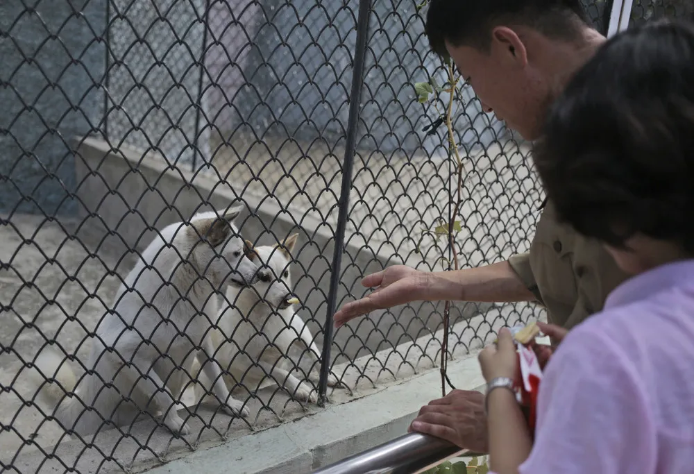 Lions, Tigers and Dogs: Korean Central Zoo