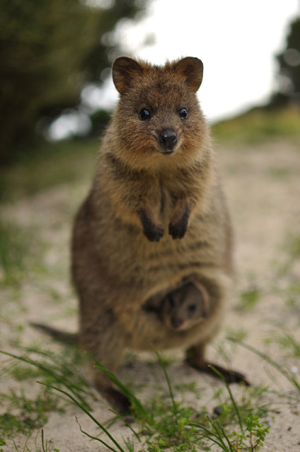 Quokka The Happiest Animal in the World