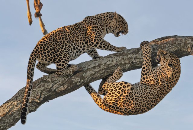 A leopard clings to a branch 30ft off the ground after falling in the Serengeti, Tanzania in the last decade of March 2025. The 18-month-old leopard accidentally clawed his mother whilst trying to maintain his balance – which resulted in a scrap. (Photo by Marc Mol/Solent News & Photo Agency)