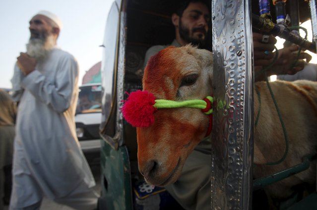 A man takes a decorated sacrificial sheep to his home after buying it in a local market in Peshawar, Pakistan September 22, 2015. (Photo by Faisal Mahmood/Reuters)