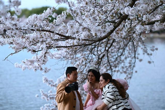 People visit the blooming cherry trees along the Tidal Basin in Washington, DC, on March 31, 2025. (Photo by Brendan Smialowski/AFP Photo)