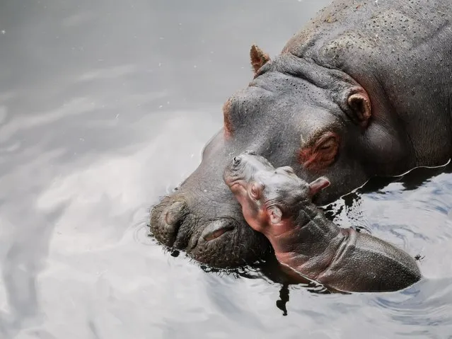 A baby hippo is seen with its mother at Zacango Zoo in Calimaya, Mexico on July 13, 2020. (Photo by Zacango Zoo-State of Mexico/Handout via Reuters)