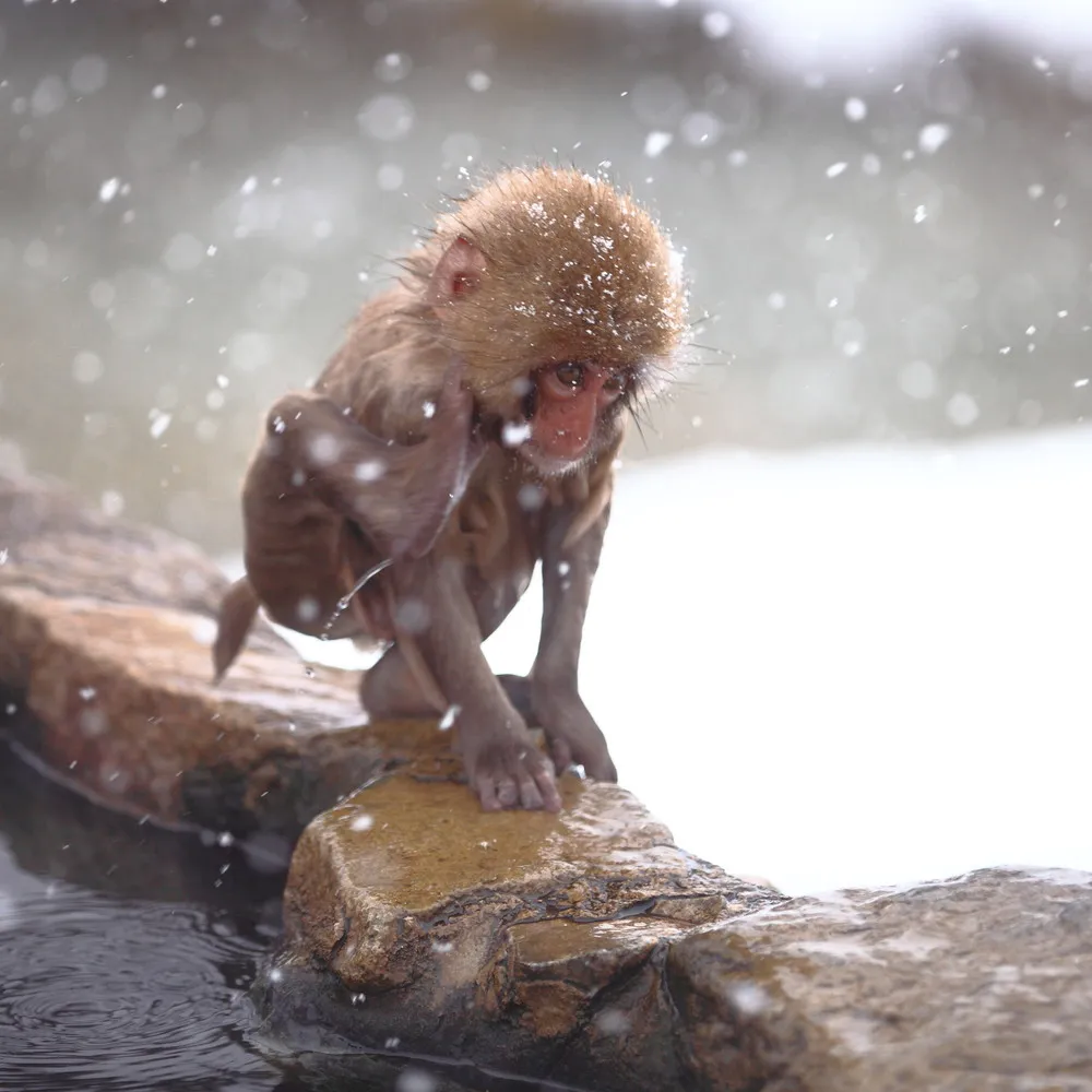 “Snow Monkey”