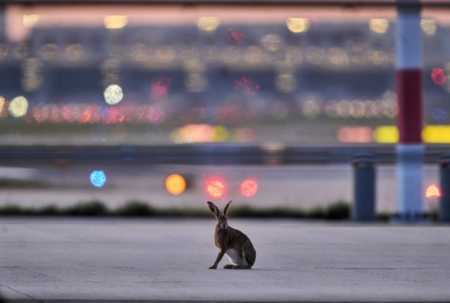 A hare sits on the tarmac at the airport in Frankfurt, Germany, Tuesday, April 29, 2025. (Photo by Michael Probst/AP Photo)