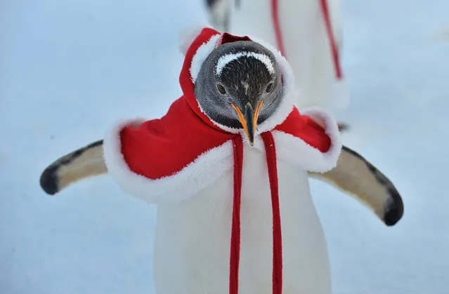 A penguin wears Christmas clothes to stand at Harbin Polarland on December 23, 2017 in Harbin, China..(Photo by Tao Zhang/Getty Images)
