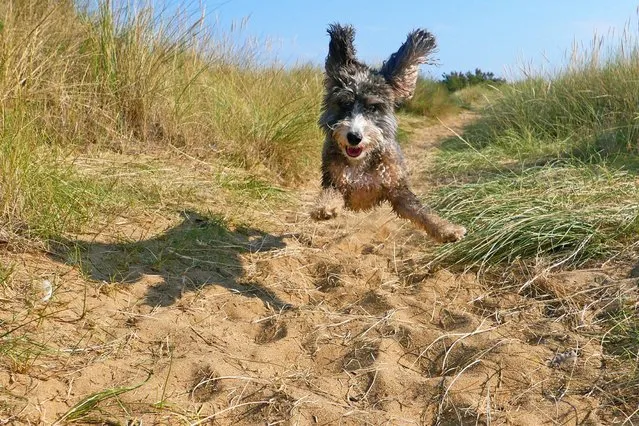 Cookie the cockapoo enjoying a run on the beach in Heacham, Norfolk, England on August 8, 2020. (Photo by Paul Marriott/The Times)