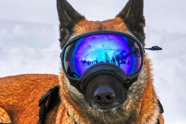 Ira, a dog with the Italian National Alpine and Speleological Rescue Corps, attends a training in Col Gallina in the Italian Alps near Cortina D'Ampezzo, northern Italy, Tuesday, March 25, 2025. (Photo by Luca Bruno/AP Photo)