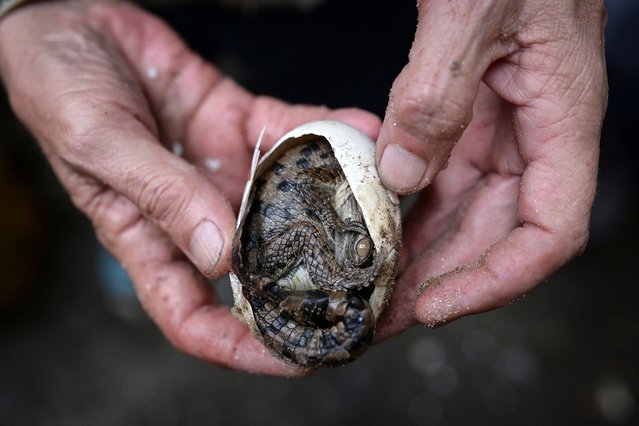 Alvaro Velasco, 66, a biologist and president of the Group of Crocodile Specialists of Venezuela (GECV), helps an Orinoco crocodile hatch from its egg at the Leslie Pantin Zoo in Turmero, Aragua State, Venezuela, on April 21, 2025. The scientists breed captive adults kept at the Leslie Pantin Zoo and at Masaguaral Ranch where they raise the babies, feed them a diet of chicken, beef and vitamins until they are about a year old and grow to a weight of around 6 kg (13 lb). “People ask me, 'Why crocodiles? They're ugly,”' Velasco said. “To me, they’re fabulous animals”. (Photo by Gby Oraa/Reuters)